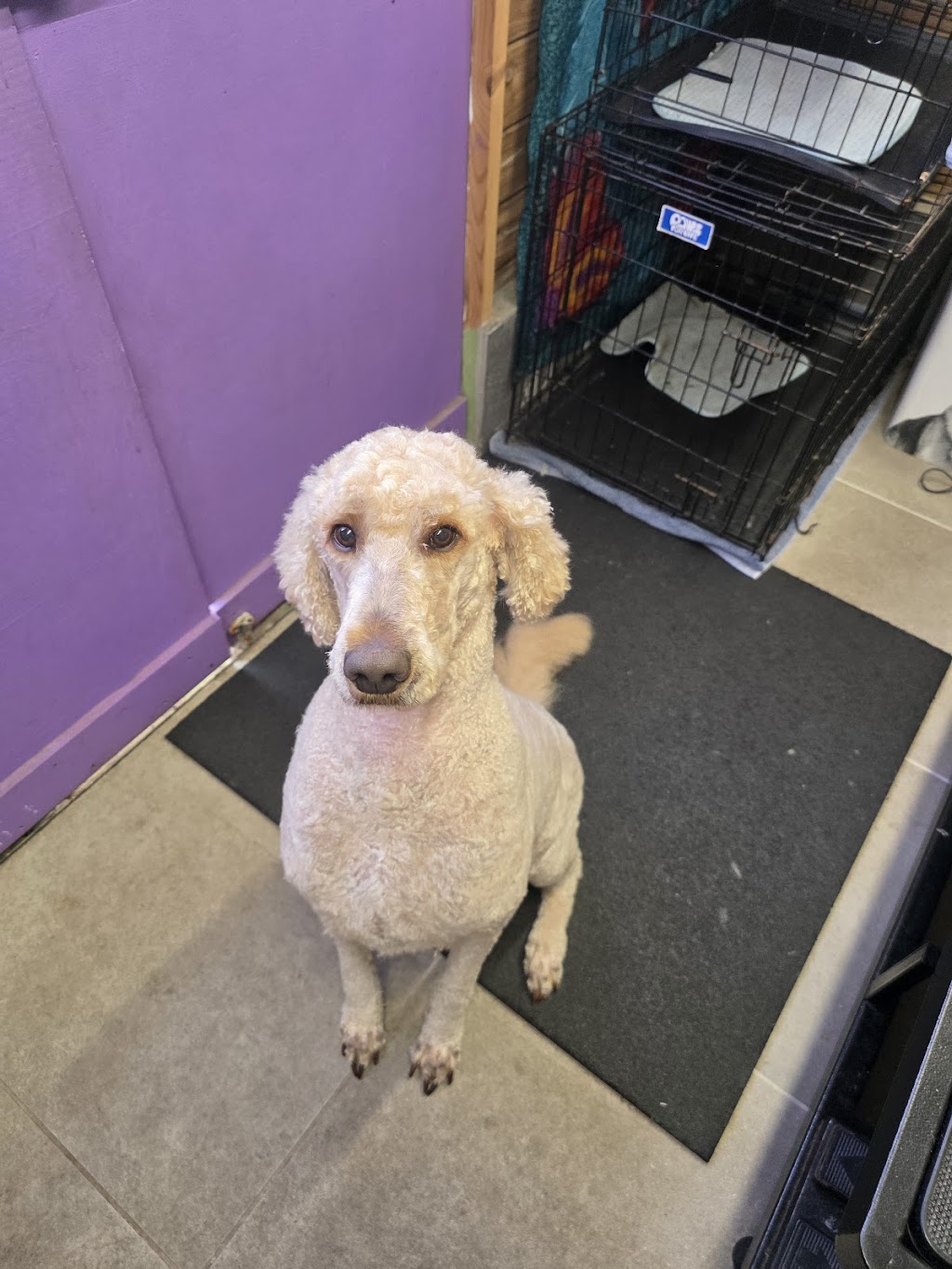 Fur King Groomer | Unit 1/90 Mount Hall Rd, Raymond Terrace NSW 2324, Australia | Phone: 0422 296 663