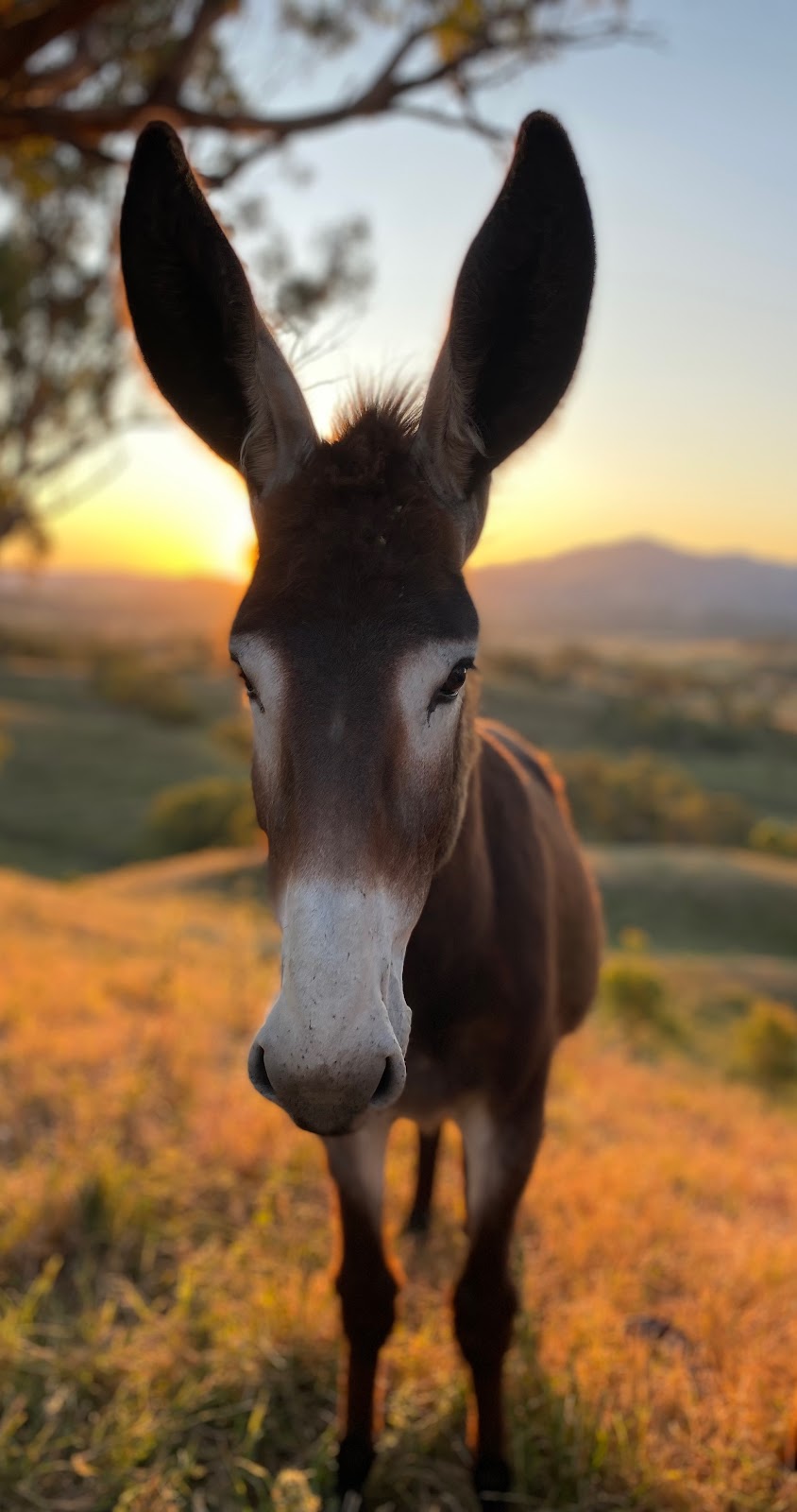 Last Stop Donkey Program | 119A Minimbah Dr, Whittingham NSW 2330, Australia | Phone: 0400 622 244