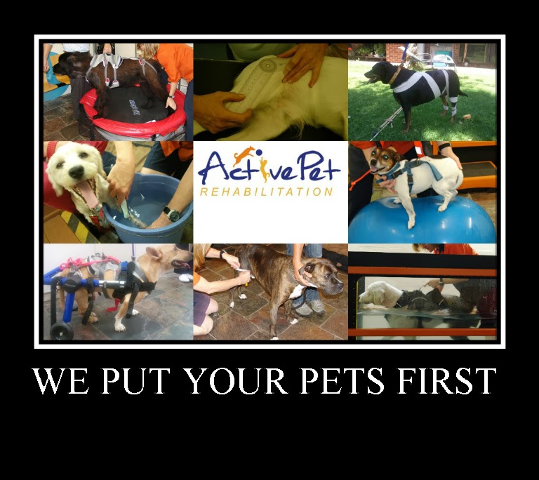 Active Pet Rehabilitation | 588 Stirling Hwy, Mosman Park WA 6012, Australia | Phone: 0450 113 983