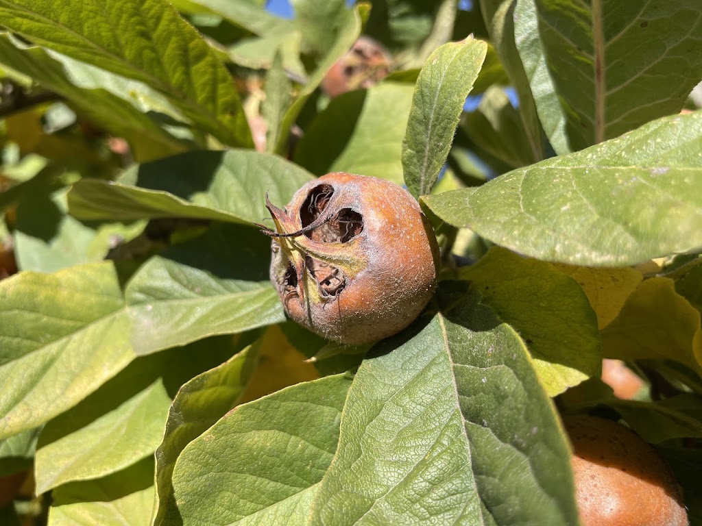 Glenlyon Blueberry Orchard | 18 Spring St, Glenlyon VIC 3461, Australia | Phone: 0484 183 686 Glenlyon Blueberry Orchard | 18 Spring St, Glenlyon VIC 3461, Australia | Phone: 0484 183 686