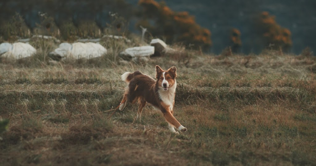 Organix Dog Spa | 1223 Ison Rd, Manor Lakes VIC 3024, Australia | Phone: 0433 495 533