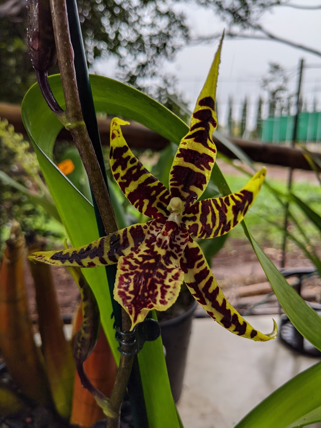 Windemere Orchid Farm |  | 644-646 Main Western Rd, Tamborine Mountain QLD 4272, Australia | 0755451613 OR +61 7 5545 1613