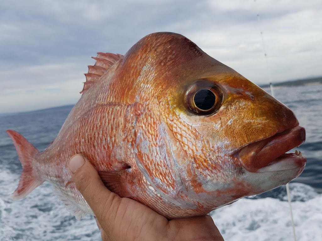 Rathlin II Fishing Charters | travel agency | Public Jetty, Market St, Merimbula NSW 2548, Australia | 0428489229 OR +61 428 489 229