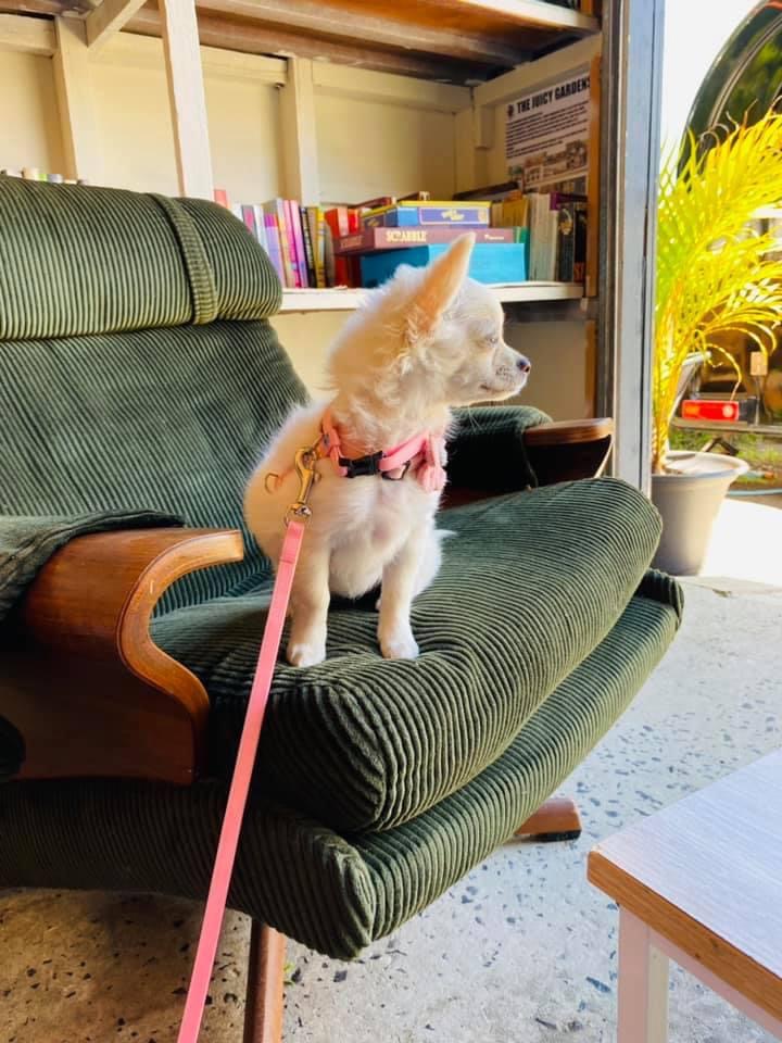 Kindred Spirits Dog Cafe | 287 Davistown Rd, Yattalunga NSW 2251, Australia | Phone: 0459 798 722 Kindred Spirits Dog Cafe | 287 Davistown Rd, Yattalunga NSW 2251, Australia | Phone: 0459 798 722