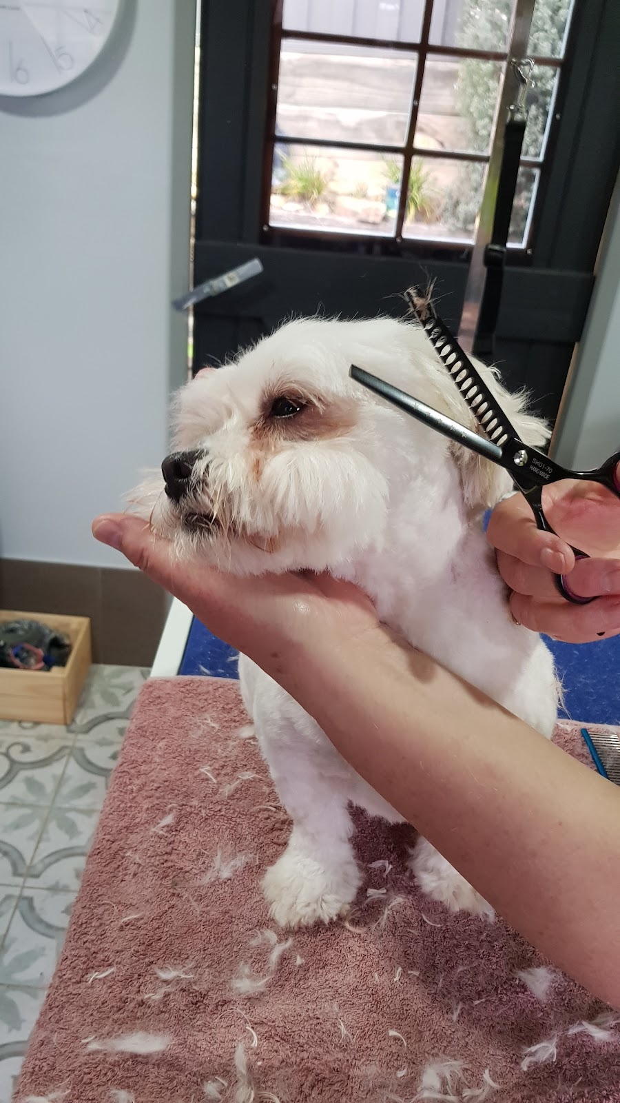 Dirty to Divine Dog Grooming | 32 Hughes Cres, Ngunnawal ACT 2913, Australia | Phone: 0404 526 040