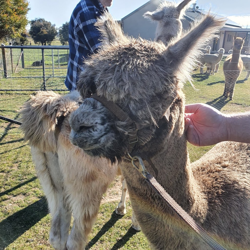 Blackwattle Alpaca Yarn and Fibre |  | 315 Patemans Ln, Murrumbateman NSW 2582, Australia | 0403991612 OR +61 403 991 612