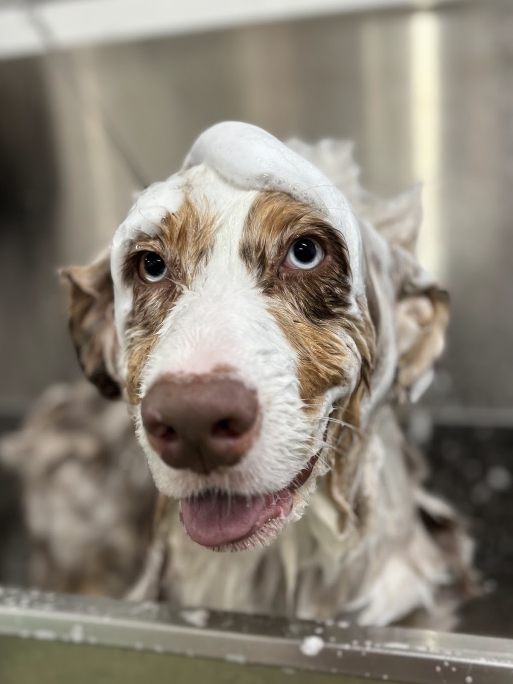 K9 Kulture Daycare and Spa | 15 Industrial Ave, Yeppoon QLD 4703, Australia | Phone: 0477 738 964