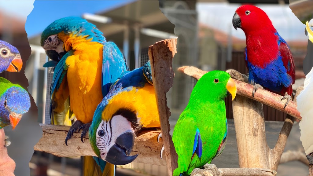 Sebahs Birds | pet store | 35 Sparrow Ln, Green Valley NSW 2168, Australia | 0412126017 OR +61 412 126 017