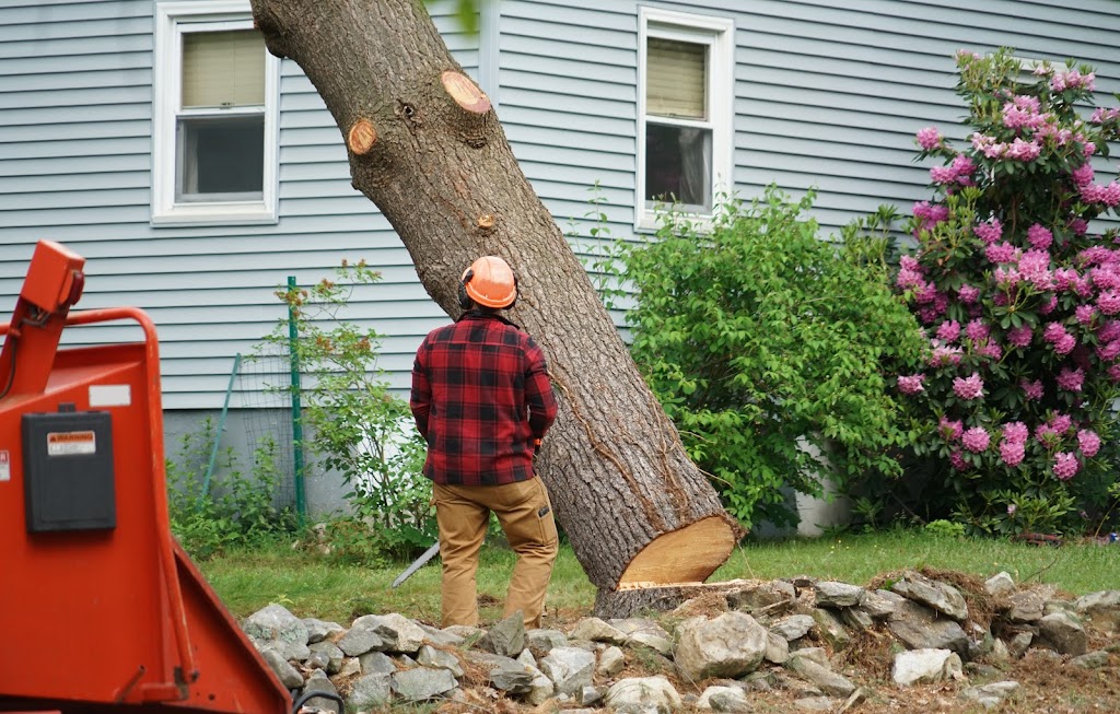 Cut Price Tree Service | Servicing Bankstown, Canterbury, Fairfield, Liverpool, Parramatta, Homebush Villawood, Guildford, Granville, Lidcombe, Merrylands, Auburn, Greystanes Cabramatta, Yagoona, Greenacre, Revesby, Strathfield, Milperra, 12 Badger Ave, Sefton NSW 2162, Australia | Phone: 0405 647 163