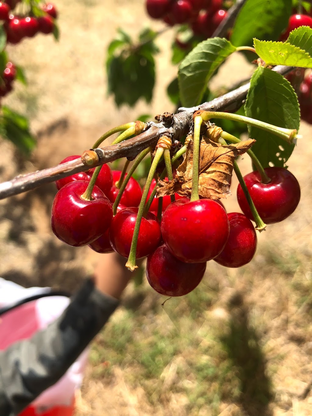 Ballinaclash Orchard and Cellar Door | 4321-4335 Olympic Hwy, Young NSW 2594, Australia | Phone: 0418 271 770