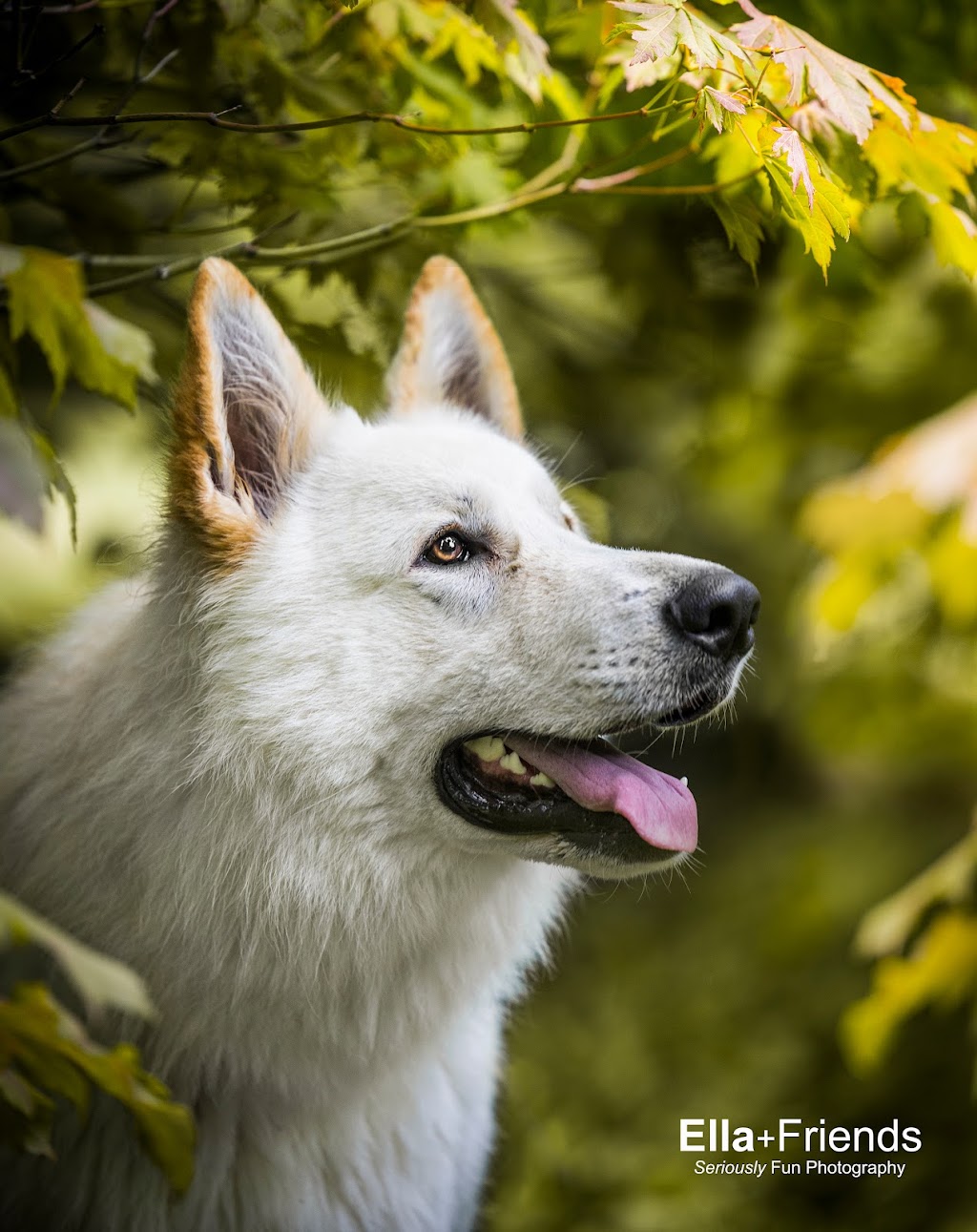 Ella+Friends Dog Photography | 8-12 Cass Ave, Croydon VIC 3136, Australia | Phone: (03) 9095 8200