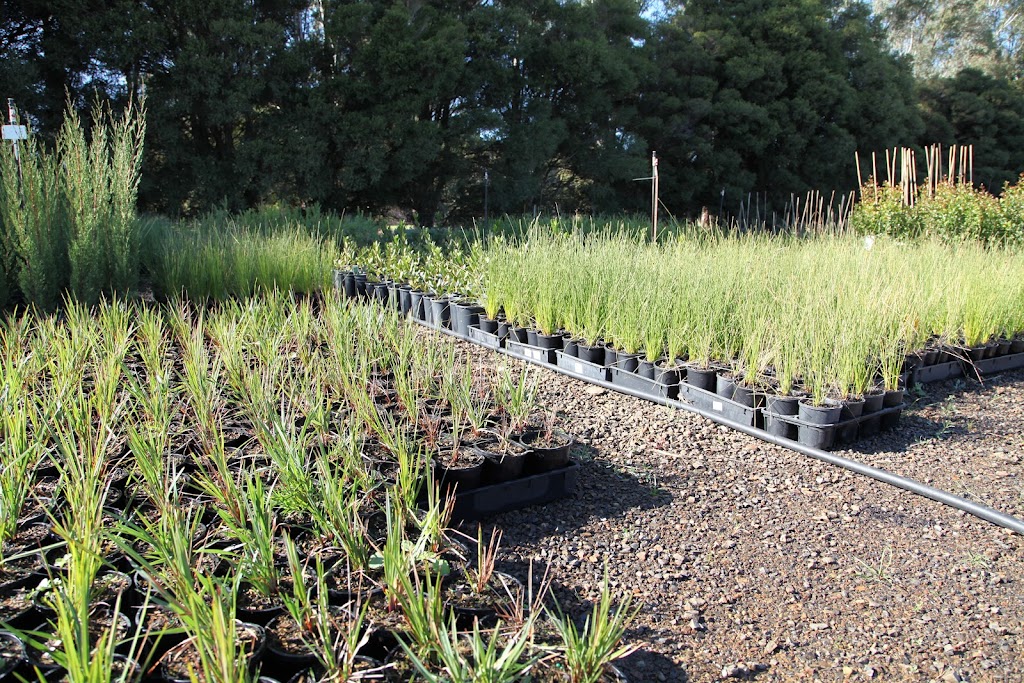 Arboretum Farm | 136 Evans Rd, Nathalia VIC 3638, Australia | Phone: 0428 741 634