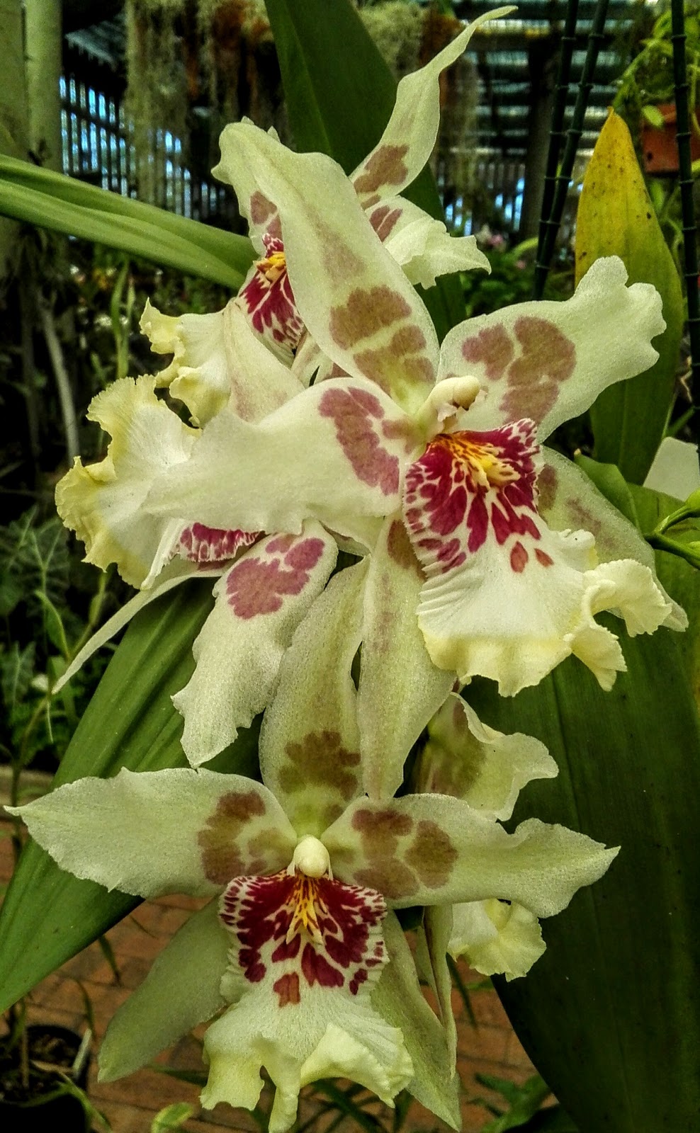 Mackay Orchid House | museum | Queens Park, Goldsmith St, Mackay QLD 4740, Australia | 1300622529 OR +61 1300 622 529