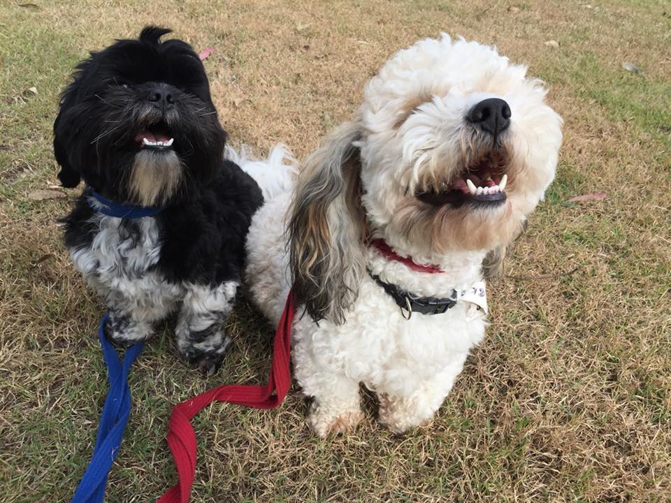 Dolittles Pet Retreats- Brisbane West |  | 434 Lake Manchester Rd, Kholo QLD 4306, Australia | 1300788965 OR +61 1300 788 965