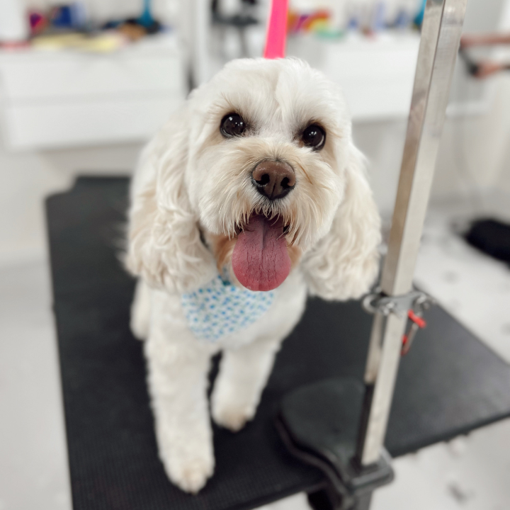 Georges House Dog Grooming Leeton | Palm Ave, Leeton NSW 2705, Australia | Phone: 0493 671 026