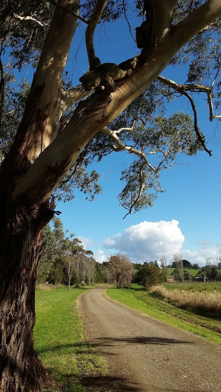 Sunrise dog walks | Warburton Rail Trail, Woori Yallock VIC 3139, Australia | Phone: (03) 5964 6757