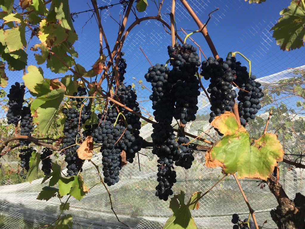 Gypsy Creek Winery | 43 School Rd, Labertouche VIC 3816, Australia | Phone: (03) 5628 7531