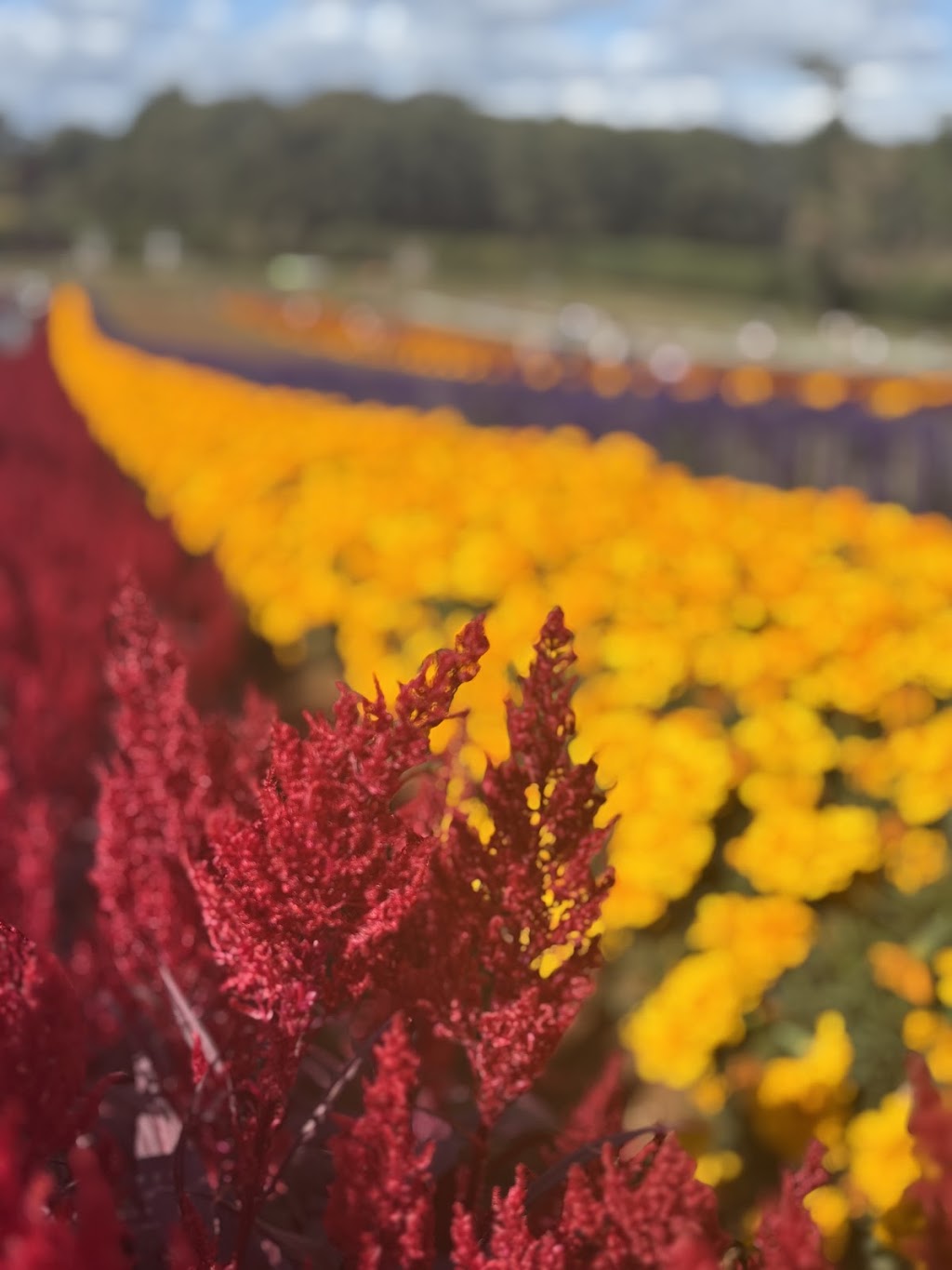 Tesselaar Kabloom Festival | 357 Monbulk Rd, Silvan VIC 3795, Australia | Phone: (03) 9737 7722