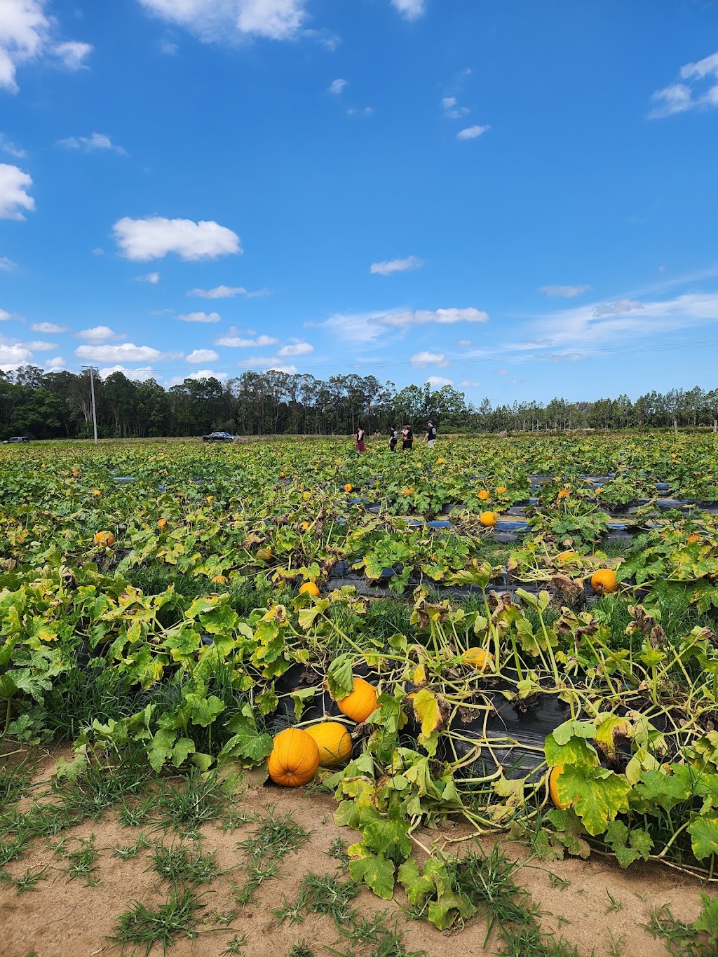Sweet Acres | 165 Newlands Rd, Wamuran QLD 4512, Australia | Phone: 0459 147 061