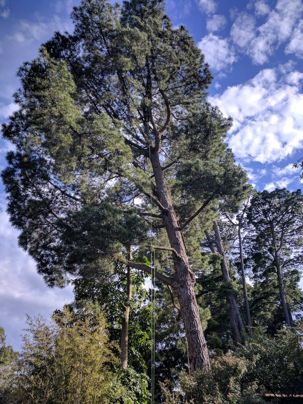 Len McKeown Tree Removal & Arborist |  | 8 Wright St, Mount Evelyn VIC 3796, Australia | 1300135982 OR +61 1300 135 982