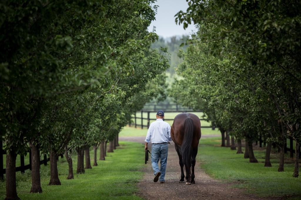 Vinery Stud Pty Ltd | 684 Segenhoe Rd, Scone NSW 2337, Australia | Phone: (02) 6543 8333