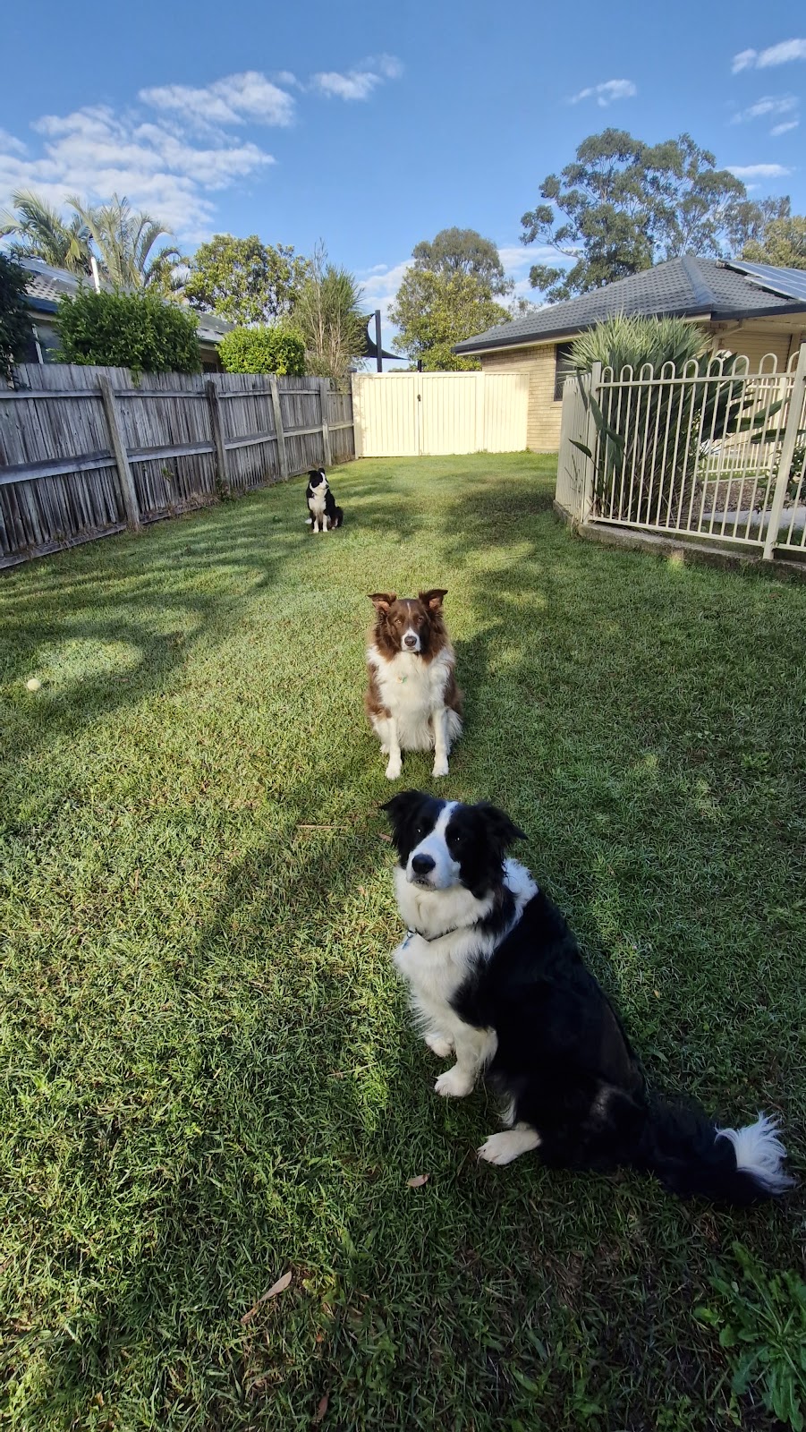 Lukes pet sitting Brisbane Northside | Jayleigh Ct, Morayfield QLD 4506, Australia | Phone: 0414 672 586