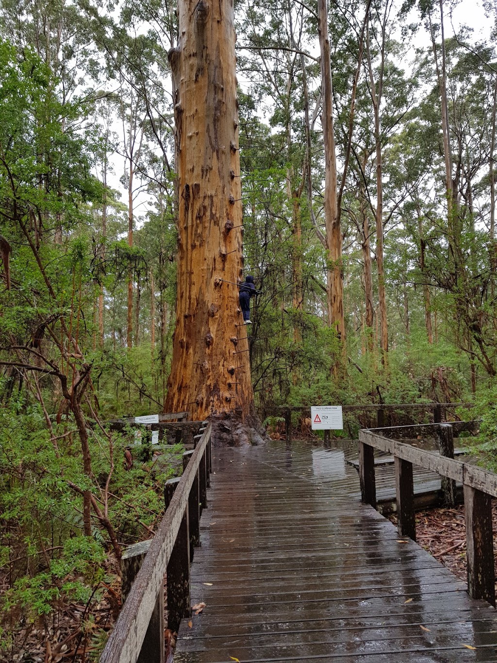 Gloucester Tree | tourist attraction | Burma Rd, Pemberton WA 6260, Australia | 0897761207 OR +61 8 9776 1207