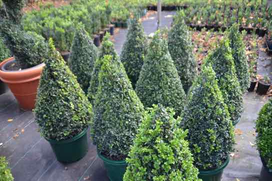 Bowral Box Hedging and Topiary | 11-13 Rose St, Bowral NSW 2576, Australia | Phone: 0410 408 804