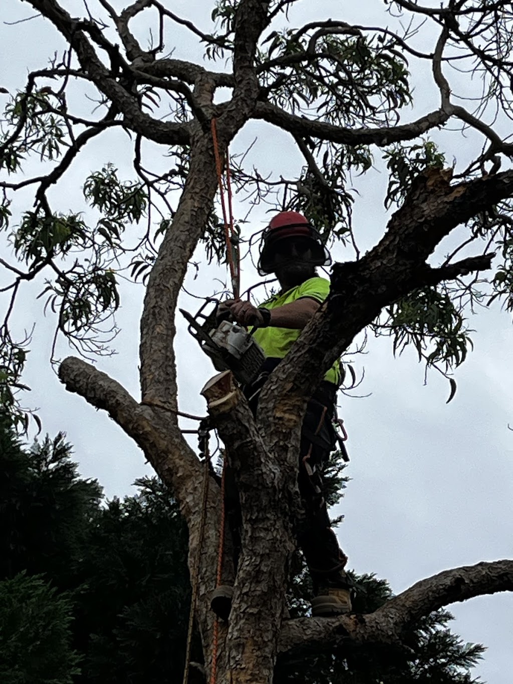 Dans Tree Experts | 220 Avalon Rd, Sheldon QLD 4157, Australia | Phone: 0466 270 743