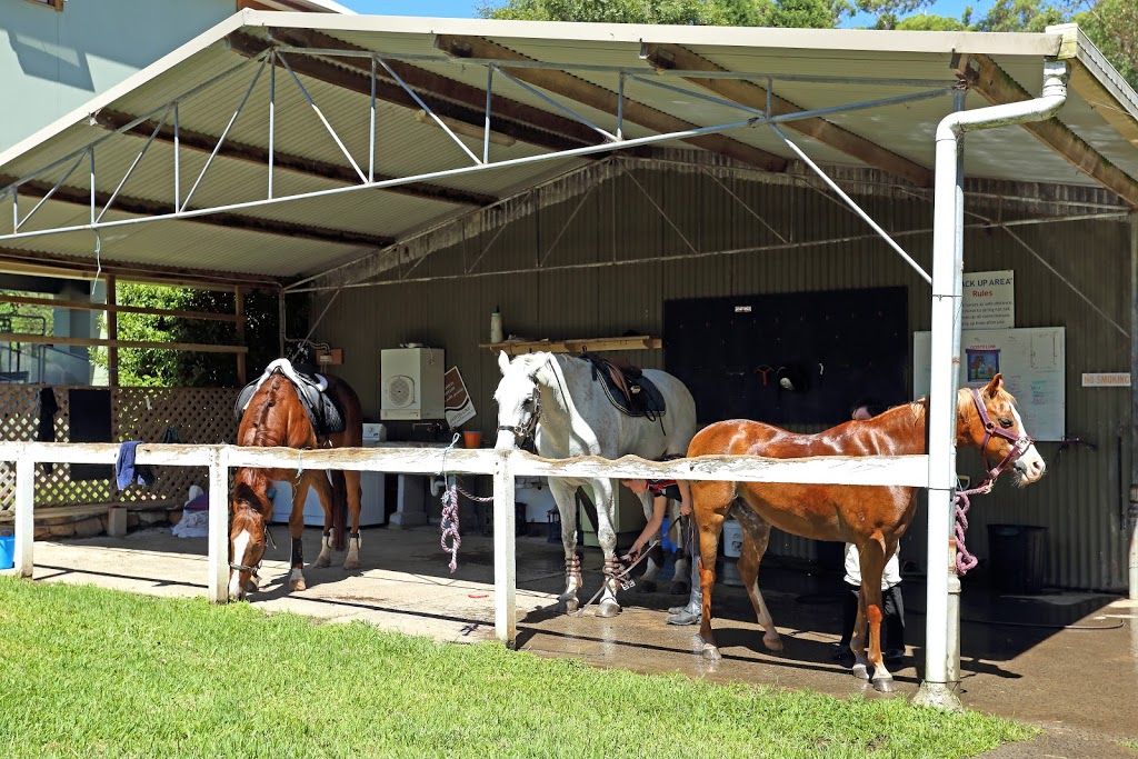 Evans Performance Horses | 40 Viitasalo Rd S, Somersby NSW 2250, Australia | Phone: 0452 220 304