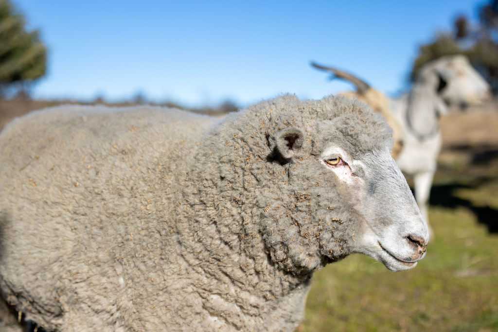 Belaxed Farm | 360 Bobundara Rd, Berridale NSW 2628, Australia | Phone: 0412 283 565 Belaxed Farm | 360 Bobundara Rd, Berridale NSW 2628, Australia | Phone: 0412 283 565
