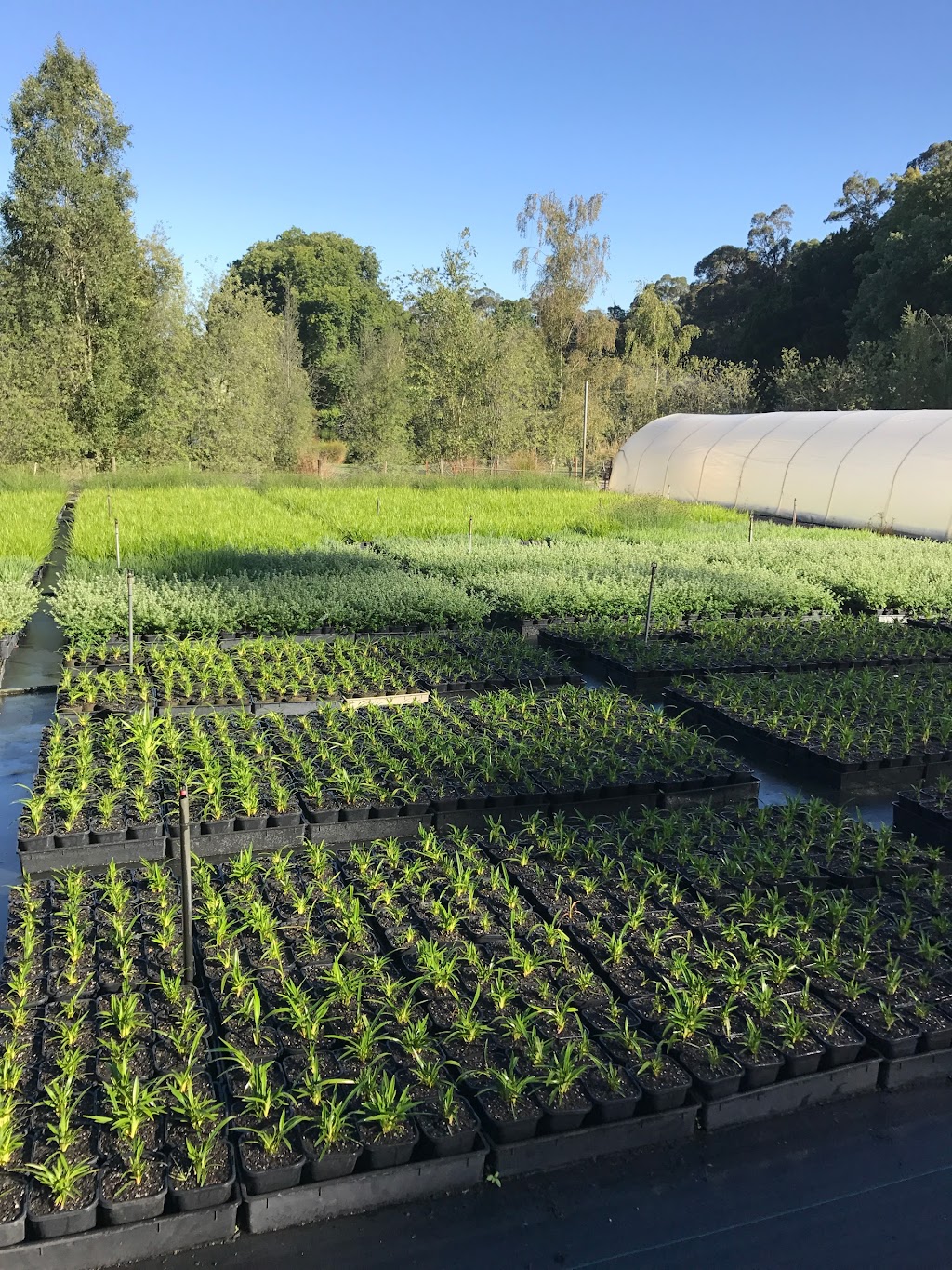 Allianceseeds | 101 Basin-Olinda Rd, The Basin VIC 3154, Australia | Phone: (03) 9761 0906