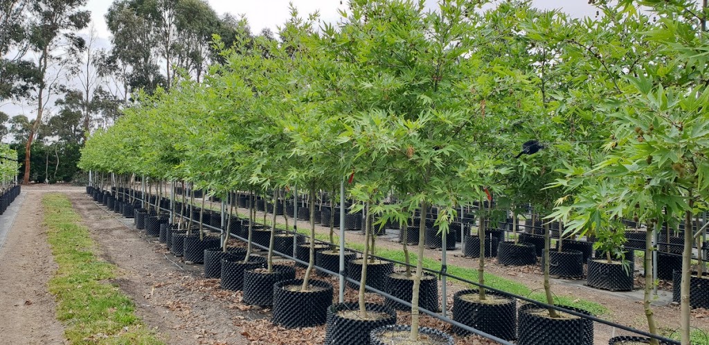 Mt William Advanced Tree Nursery |  | 539 W Goldie Rd, Lancefield VIC 3435, Australia | 0354291517 OR +61 3 5429 1517