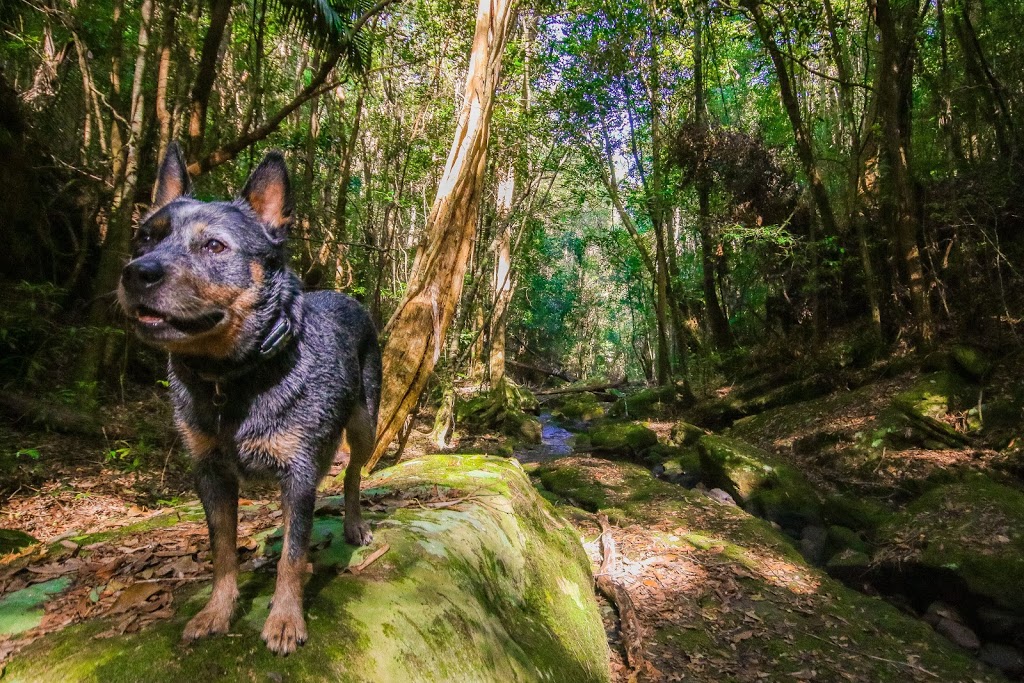 Strickland State Forest | Strickland Forest Rd, Somersby NSW 2250, Australia | Phone: 1300 655 687