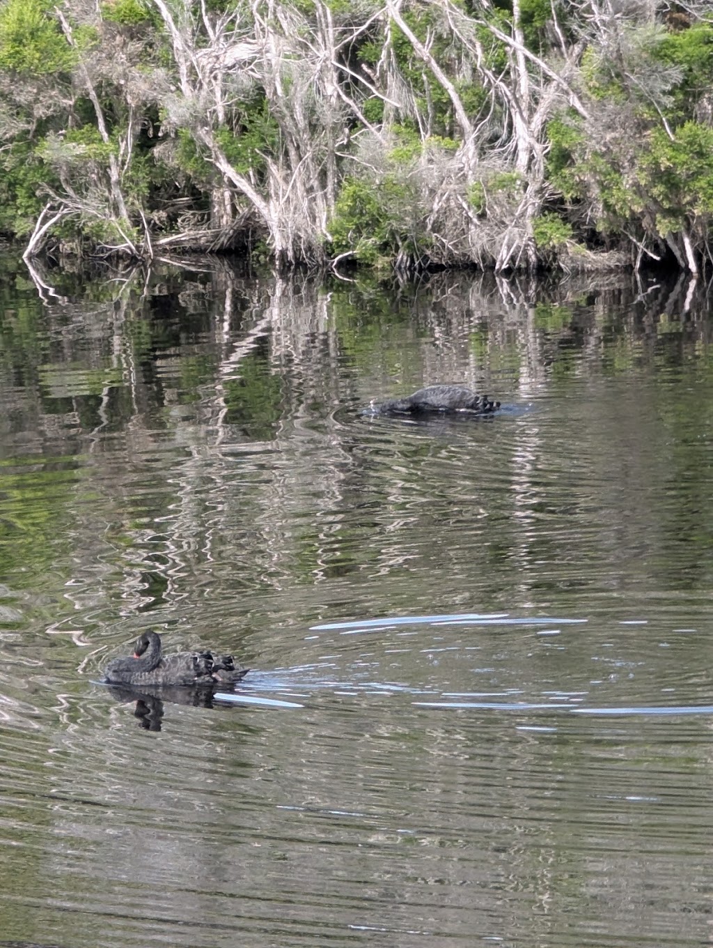 Number99 | 99 Cresswick Parade, Dalmeny NSW 2546, Australia | Phone: 0400 410 091