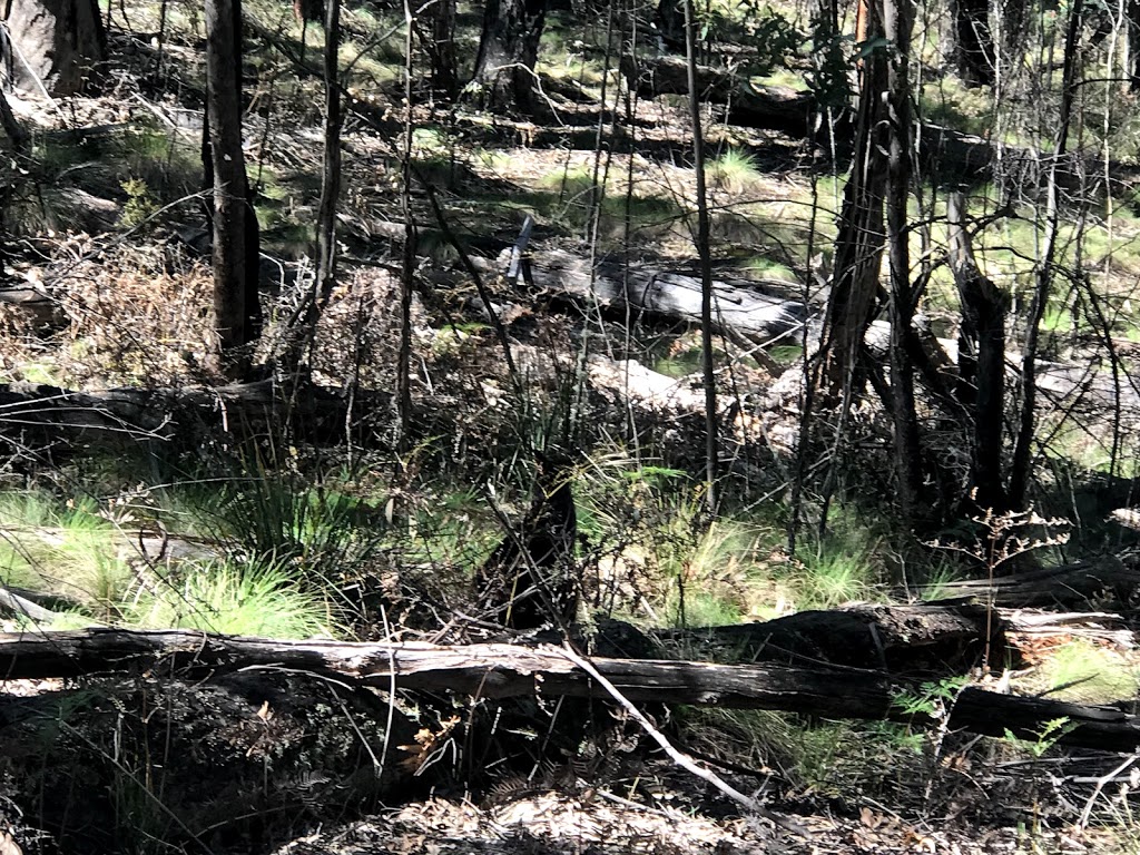 Tidbinbilla Koala Path | park | Tidbinbilla Reserve Rd, Paddys River ACT 2620, Australia