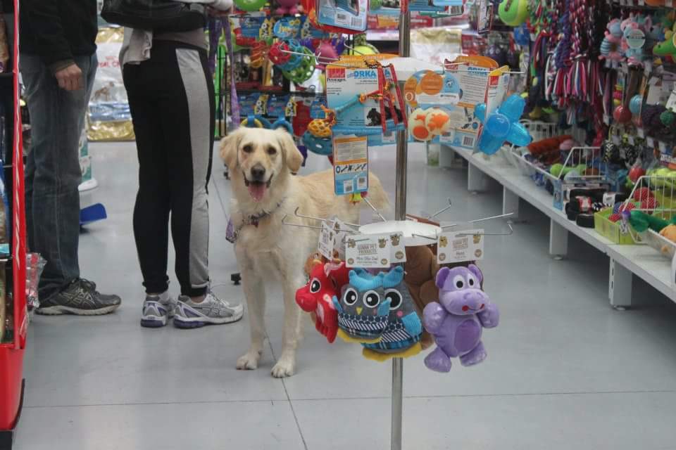 Platinum Pet Warehouse - Keilor Park | 6 Translink Dr, Keilor Park VIC 3042, Australia | Phone: (03) 9331 5773