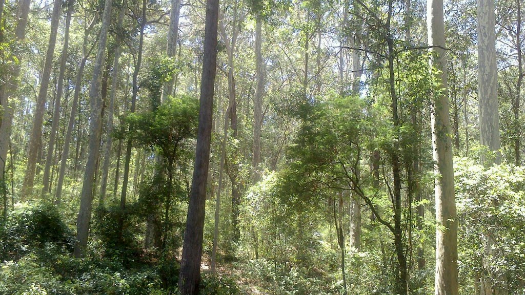 Mogo State Forest | park | Mogo NSW 2536, Australia