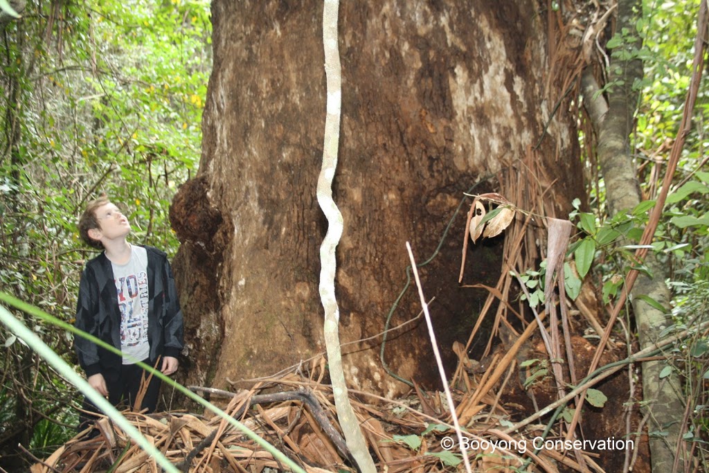 Booyong Conservation Retreat | lodging | 676 Comboyne Rd, Byabarra NSW 2446, Australia | 0422627026 OR +61 422 627 026