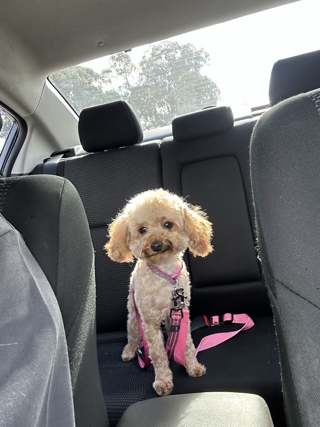 DC PETS | Pet Beauty Salon | 123-125 James St, Templestowe VIC 3106, Australia | Phone: 0411 576 789