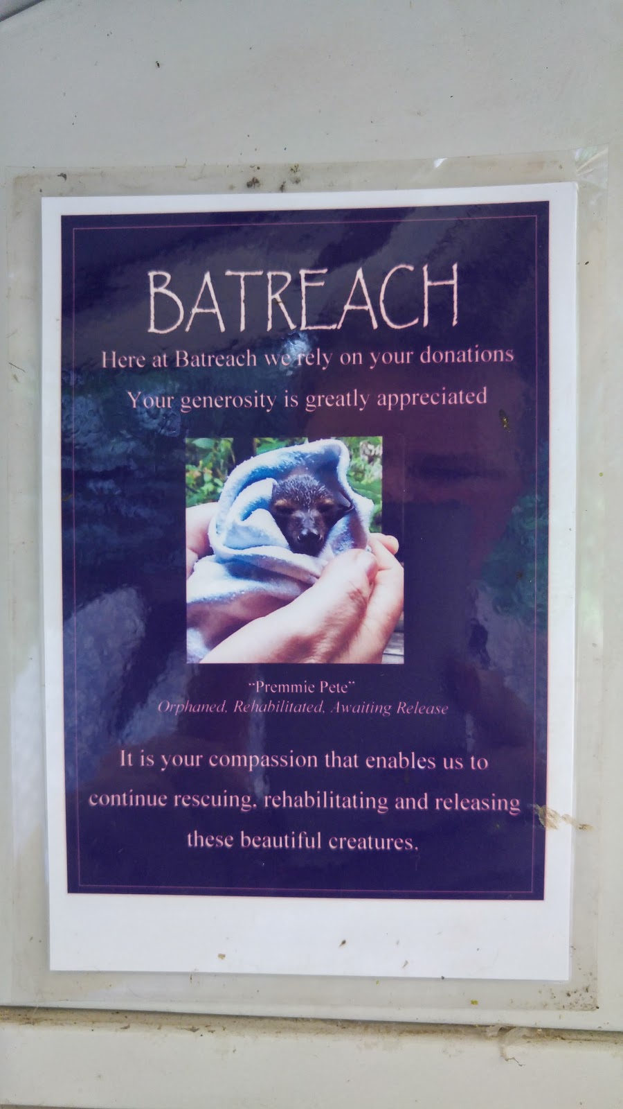 Batreach Bat Rescue & Rehabilitation | veterinary care | 13 Barang St, Kuranda QLD 4881, Australia | 0740938858 OR +61 7 4093 8858