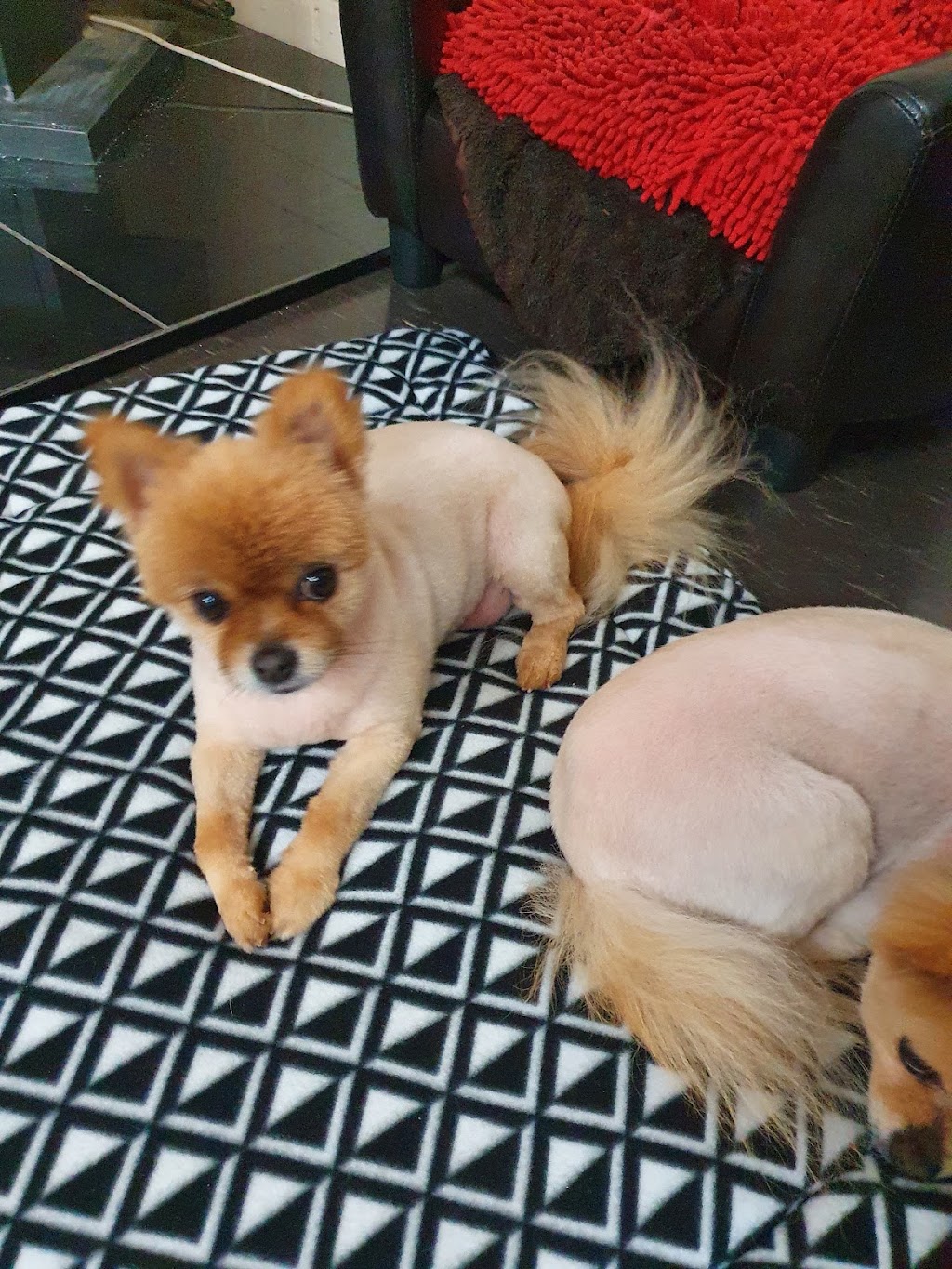 Forever Friends Dog Wash & Grooming | 22 Keegan St, Boulder WA 6432, Australia | Phone: 0457 000 017