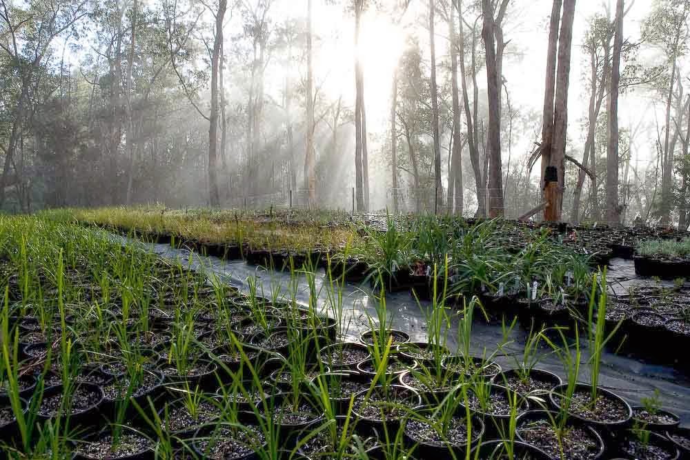 Provincial Plants and Landscapes | Myrtle Gully Rd, Yowrie NSW 2550, Australia | Phone: (02) 6262 6456