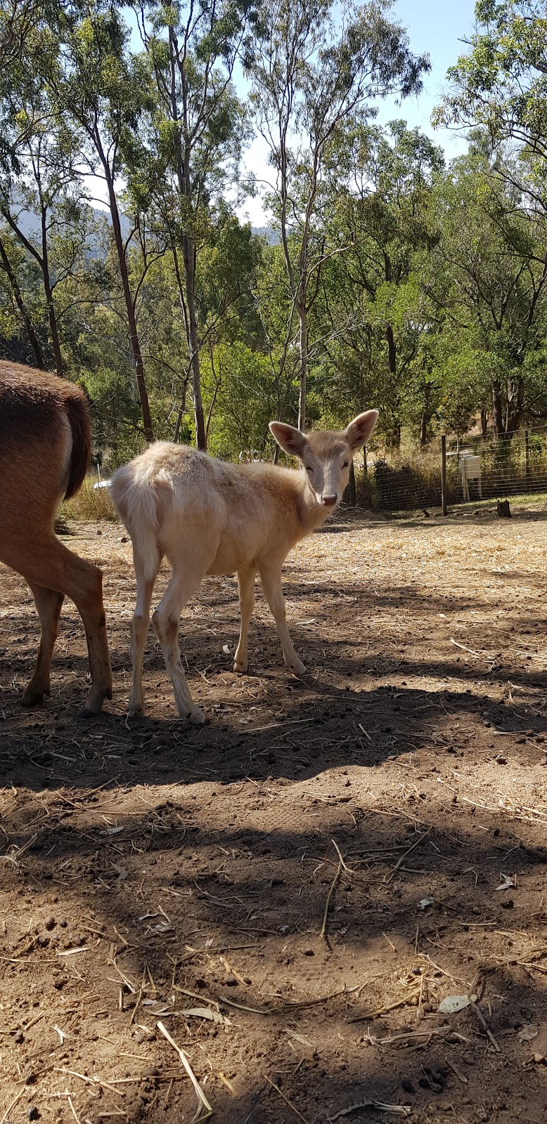 Lyell Deer Sanctuary | 6 Lyell Ct, Mount Samson QLD 4520, Australia | Phone: 0411 485 156