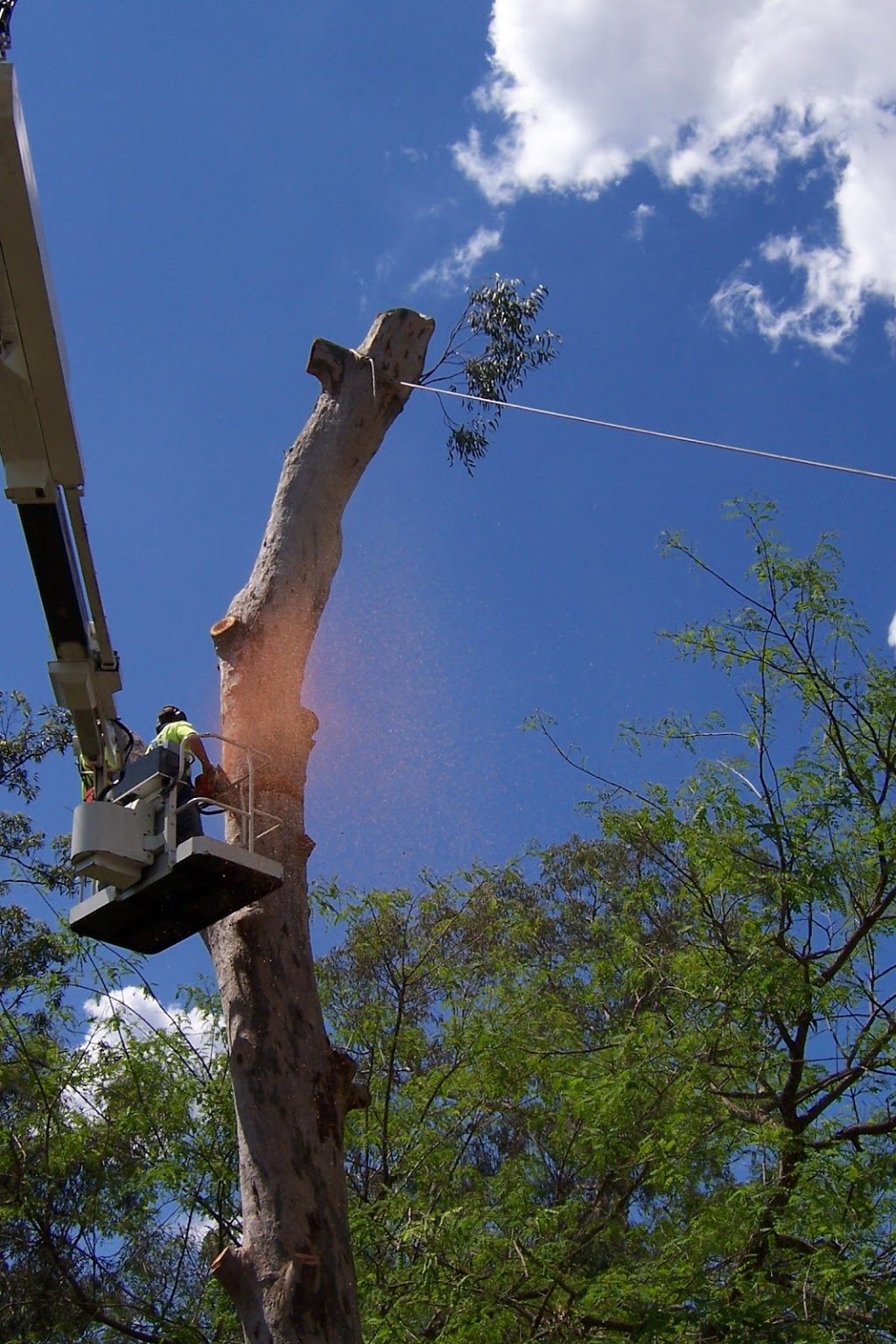 Precision Tree Specialist | 12 Boronia Outlook, Narangba QLD 4504, Australia | Phone: 0410 486 573