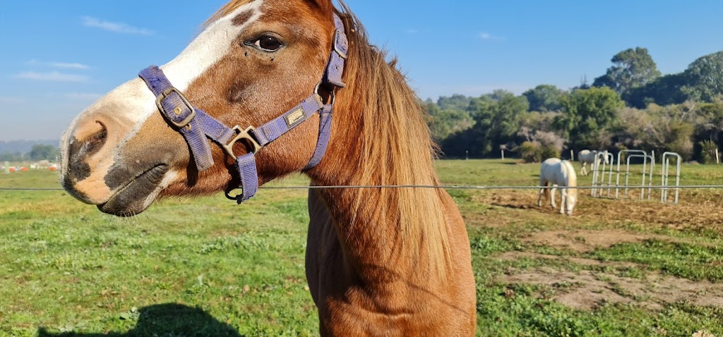 The Humble Horse |  | N Jindong Rd, Metricup WA 6280, Australia | 0434905675 OR +61 434 905 675