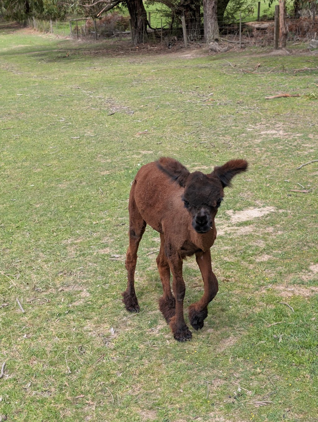 Lalirra Yellingbo Alpacas | Taylor Rd, Yellingbo VIC 3139, Australia | Phone: 0403 725 742