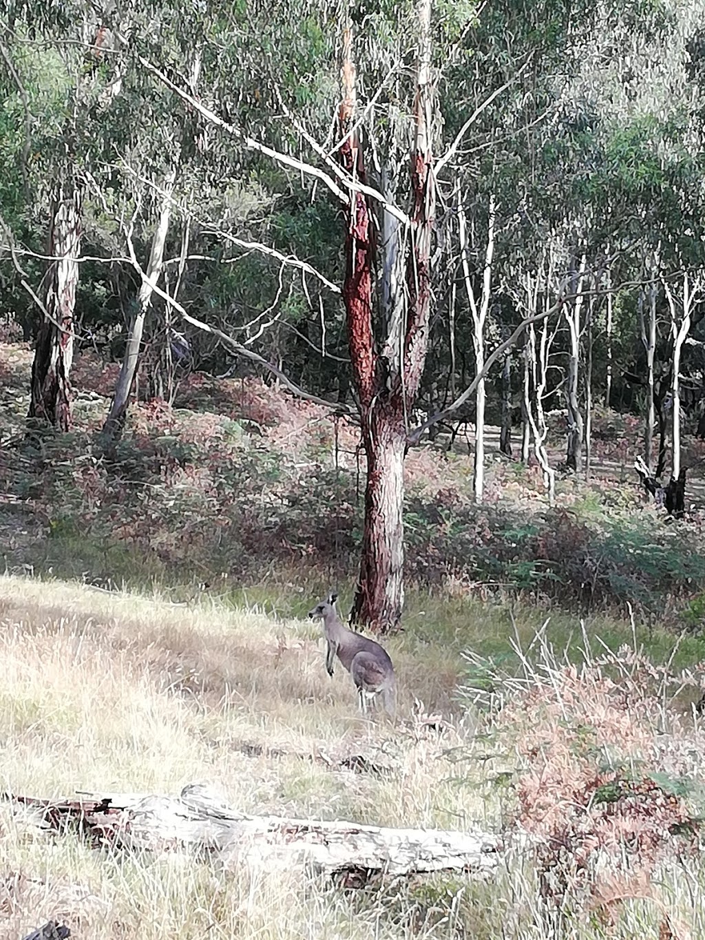 Westerfolds parkrun | Westerfolds Park Circuit, Templestowe VIC 3106, Australia