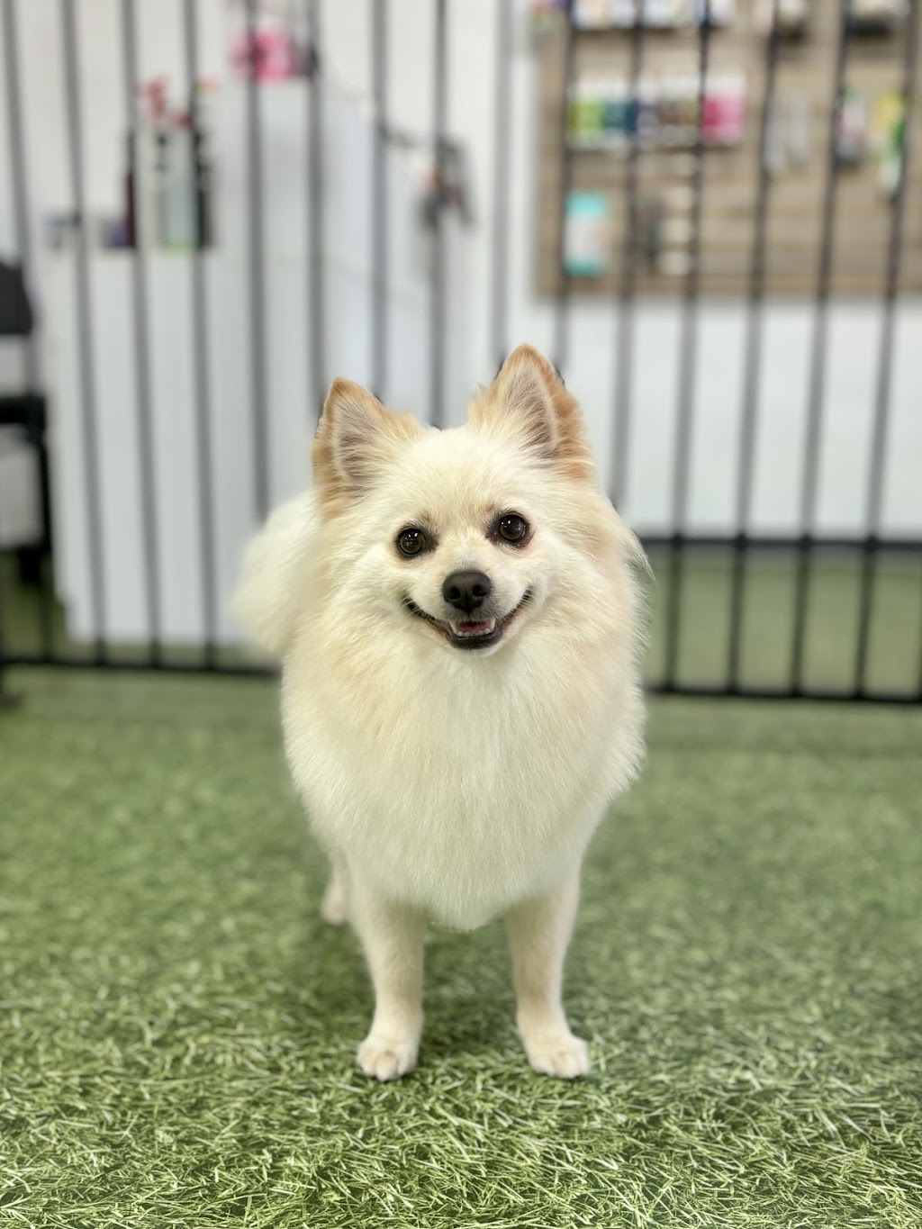 K9 Kulture Daycare and Spa | 15 Industrial Ave, Yeppoon QLD 4703, Australia | Phone: 0477 738 964