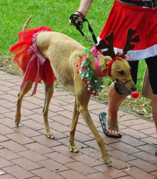 Greyhound Adoption Program | 298 Goulburn Valley Hwy, Seymour VIC 3660, Australia | Phone: (03) 5799 0166